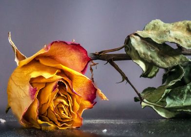 Dried rose