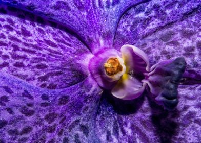 Purple Orchid Macro