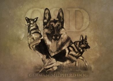 German Shepherd Dog  GSD 