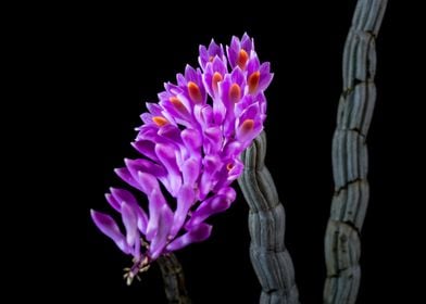 Wild Purple Orchids