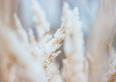 Frosty Wheatfield