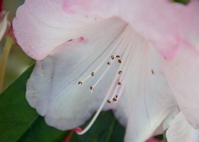 Rhododendron