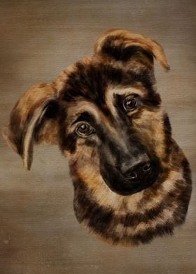 German Shepherd Puppy