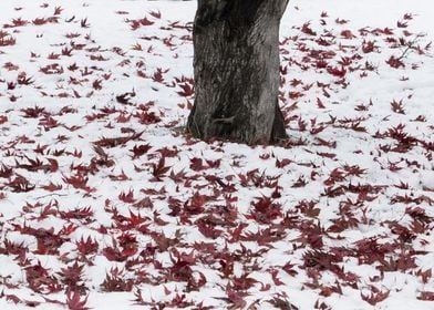 Red Leaves On Snow