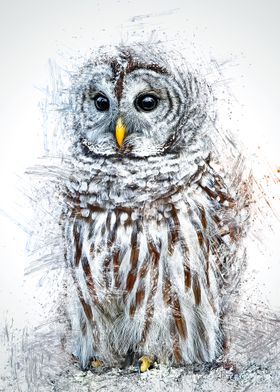 Owl 4