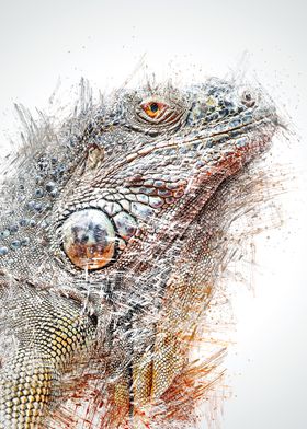 Iguana 