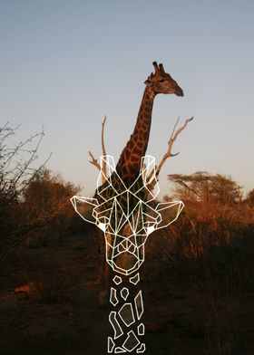 sunset giraffe