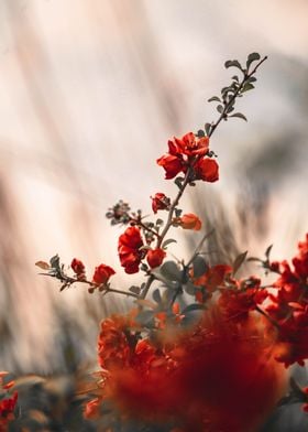 Sunset blooming red Quince