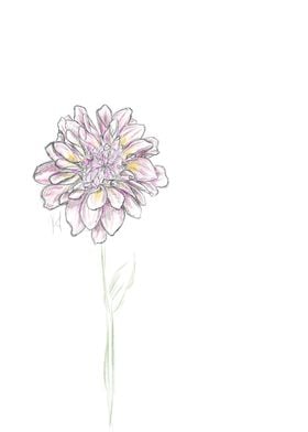 Flower sketch pink 2