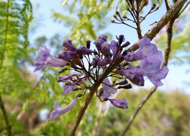 Beautiful Fresh Flower