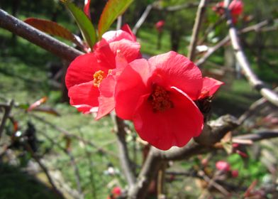  Spring  flower