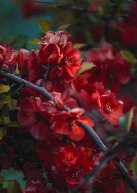 Red Quince