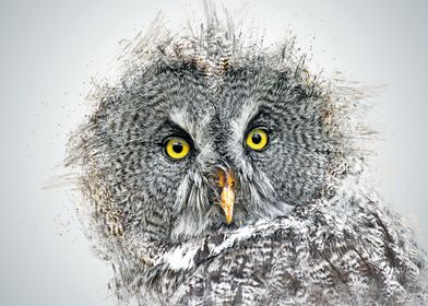 Owl 8