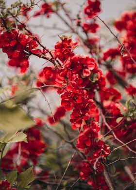 Luxurious red quince bloom