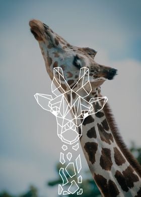 Reaching giraffe