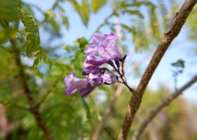 Beautiful Fresh Flower