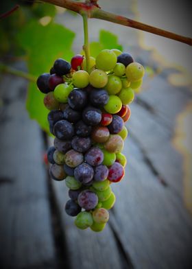 Veraison