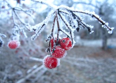 Viburnum in winter