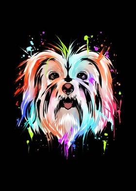 Havanese Dog Multicolor