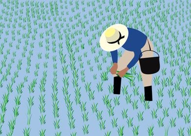 Planting rice