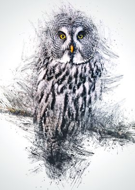 Owl 11