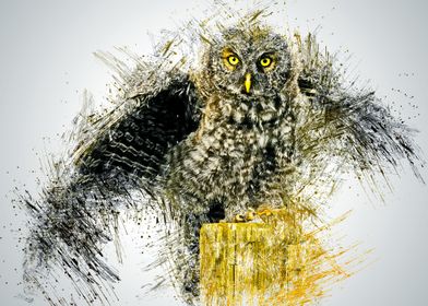 Owl 14