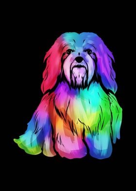 Multicolored Havanese Dog