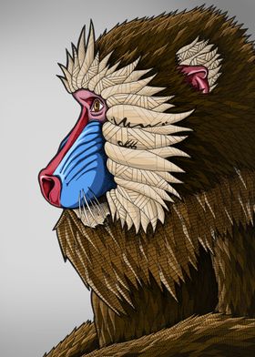 Mandrill Baboon Colour