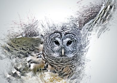 Owl 10