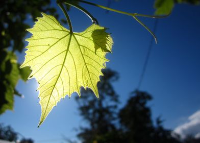  Foliage