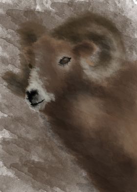 the sheep