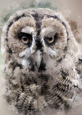 Owl