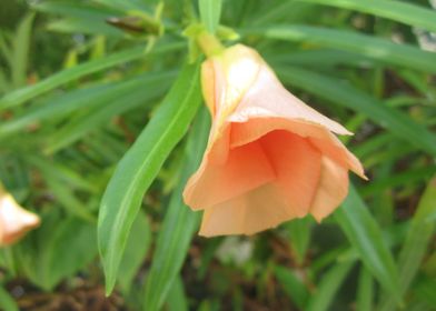  Orange flower