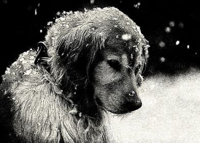 dog in snow