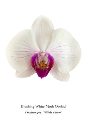 Blushing White Moth Orchid