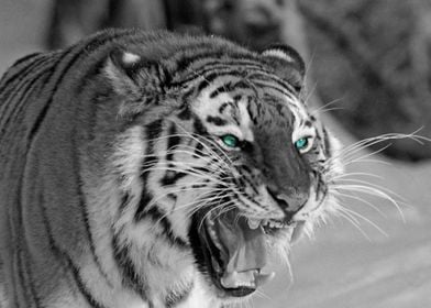 Angry Tiger Roaring 