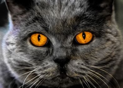 Amber Eyed Cat