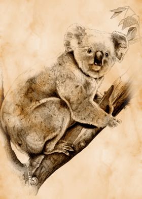 Koala