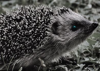 Cute Hedgehog Wallpaper