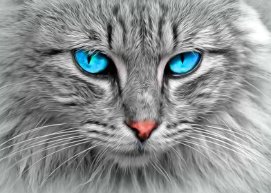 Blue Eyed Cat