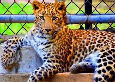 Caged Leopard