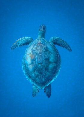 Turtle Underwater