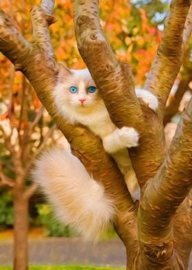 Cat in a Tree