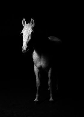 Horse in the Darkness