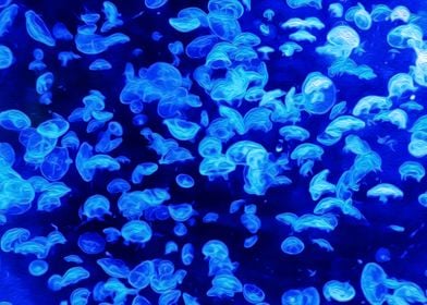 Blue Jellyfish