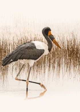 Stork in Sepia