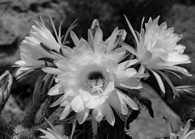 Cactus Blossom 1389