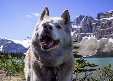 Husky dog and mountains