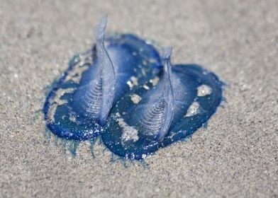 Blue Jellyfish