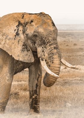 African Elephant in Sepia